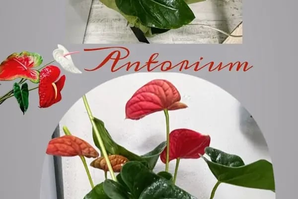 Zila Flowers - Resim 19
