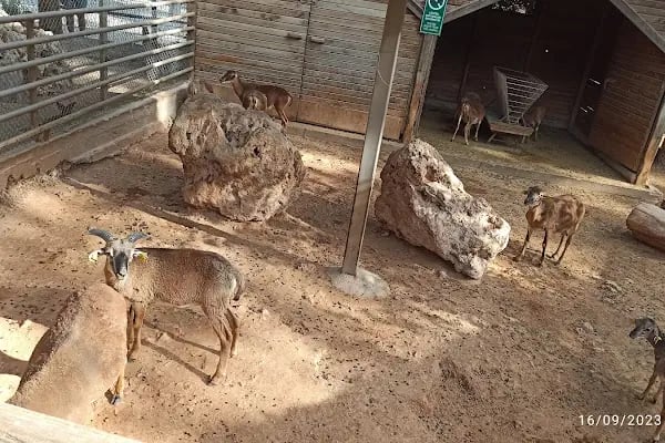 Hayvanat bahçesi sosyal tesisi - Resim 11