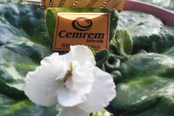 Cemrem Bilezik - Resim 9