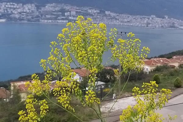 Ata Mahallesi Cami - Resim 13