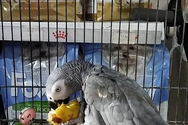 Petbull Petmarket &amp; Petshop - Resim 5