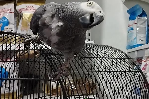 Petbull Petmarket &amp; Petshop - Resim 3