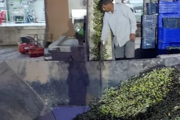 Çelik Zeytinyağı Fabrikası - Resim 10