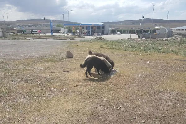 Kars Belediyesi Toptancı Sebze Hali - Resim 1