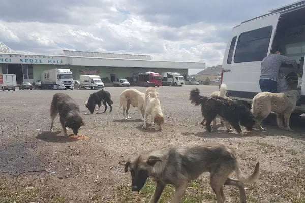 Kars Belediyesi Toptancı Sebze Hali - Resim 2