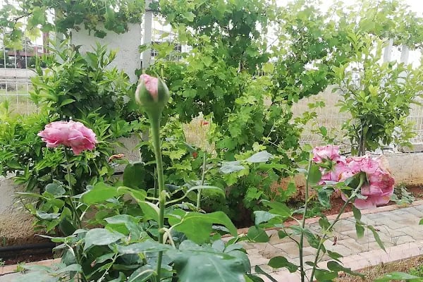 ALACATI Villas - Resim 4