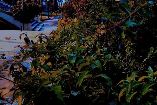 Nüjava Park - Resim 8