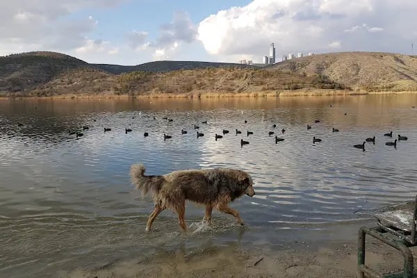 ODTÜ Ormanı - Resim 7