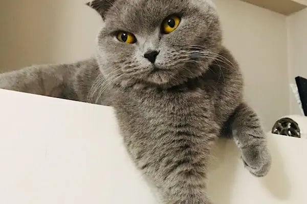 VetRoyal Veteriner Kliniği - Resim 4