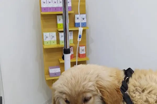 VetRoyal Veteriner Kliniği - Resim 11