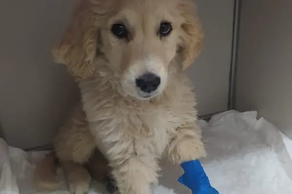 VetRoyal Veteriner Kliniği - Resim 9