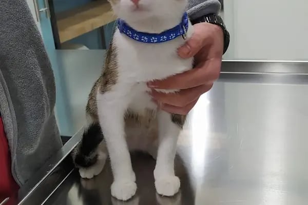 VetRoyal Veteriner Kliniği - Resim 10