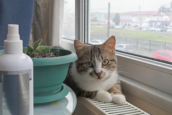 VetRoyal Veteriner Kliniği - Resim 20