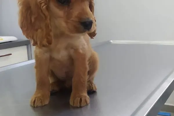 VetRoyal Veteriner Kliniği - Resim 19
