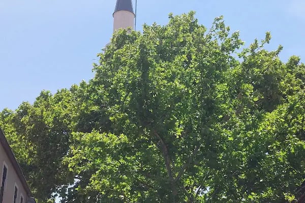 Hacı Hekim Cami - Resim 12