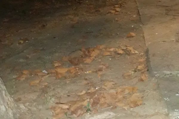Gürsü Erguvan Parkı - Resim 11