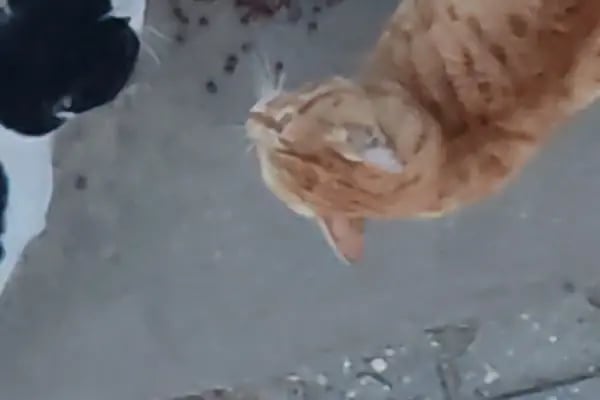 İkra petshop - Resim 2