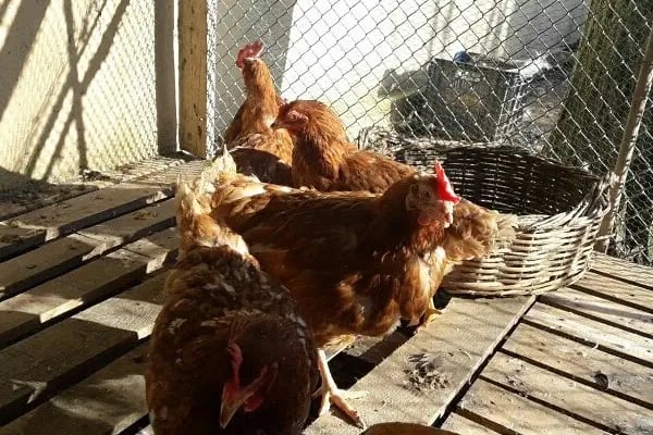 Beyaz Papatya Kahvaltı Salonu - Resim 14