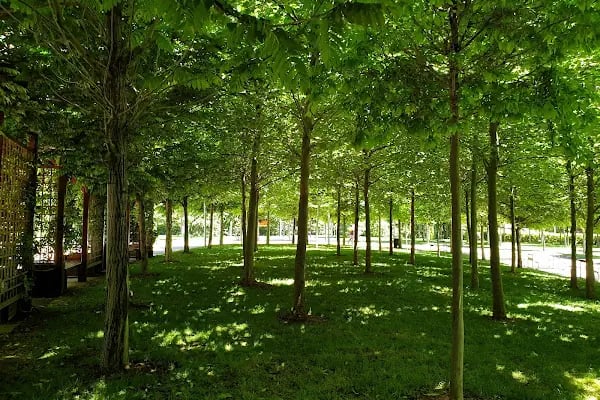 Koru Parkı - Resim 16