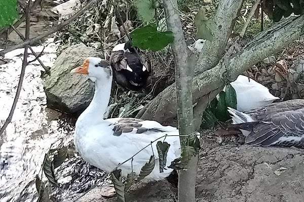 Sümelas Camping - Resim 11