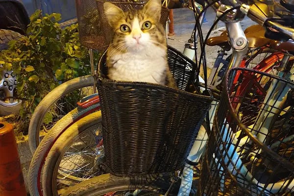 Akyaka Motosiklet (scooter) Kiralama Merkezi - Resim 6