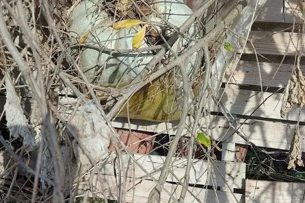 Sarıdere yürüyüş yolu - Resim 16