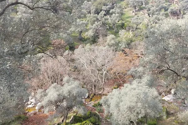 Sarıdere yürüyüş yolu - Resim 12
