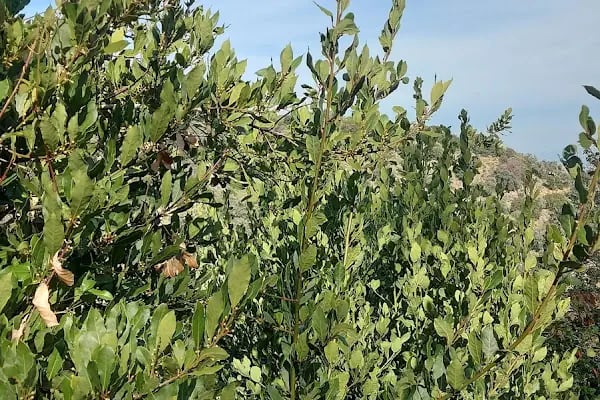 Sarıdere yürüyüş yolu - Resim 11