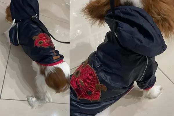 Kumla Pet Shop Saygınkent - Resim 4