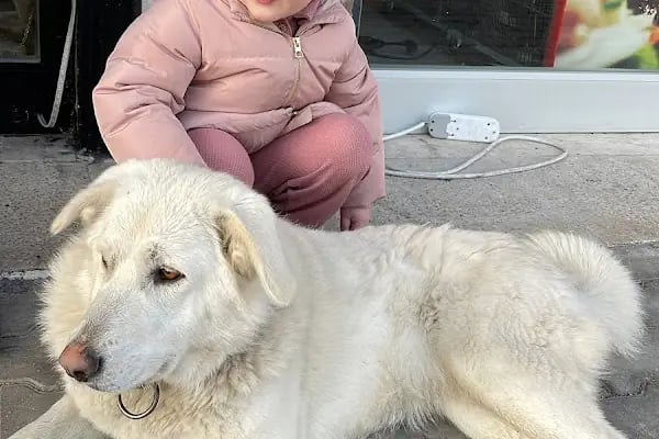 Kumla Pet Shop Saygınkent - Resim 5