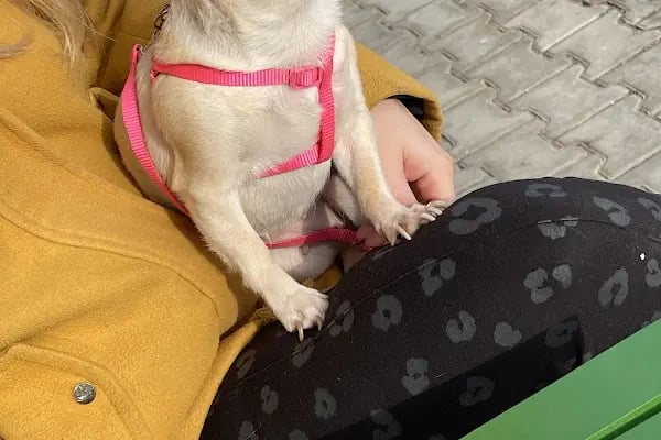 Kumla Pet Shop Saygınkent - Resim 6
