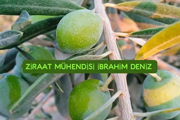 DENİZ TARIM ZİRAİ İLAÇ VE GÜBRE BAYİİ#BOZOVA - Resim 4