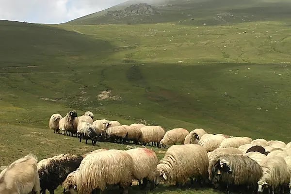 Banucan Veteriner Kliniği - Resim 12