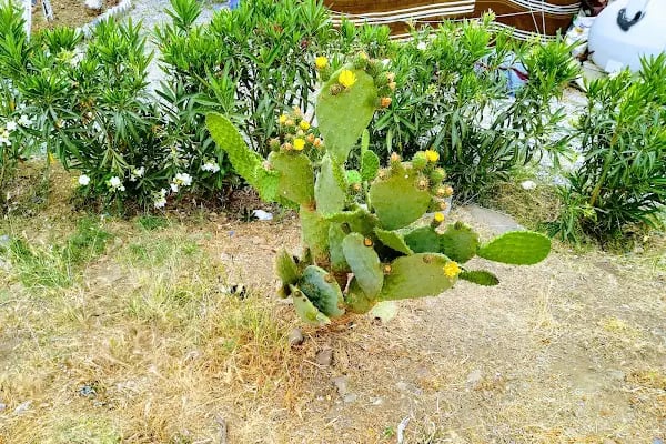 Bodrum değirmen - Resim 15