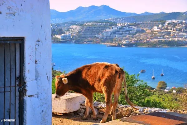 Bodrum değirmen - Resim 20