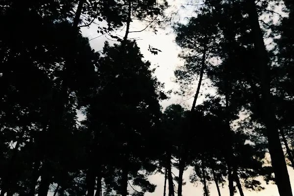 Kamp alanı İznik Gölü - Resim 16