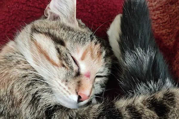 VET plus Veteriner Polikliniği 7/24 Acil - Resim 14