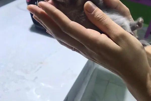 UMUT veteriner kliniği - Resim 5