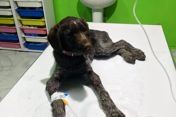 UMUT veteriner kliniği - Resim 2