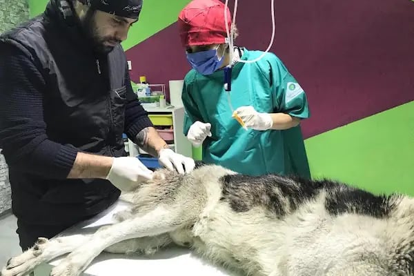 UMUT veteriner kliniği - Resim 3
