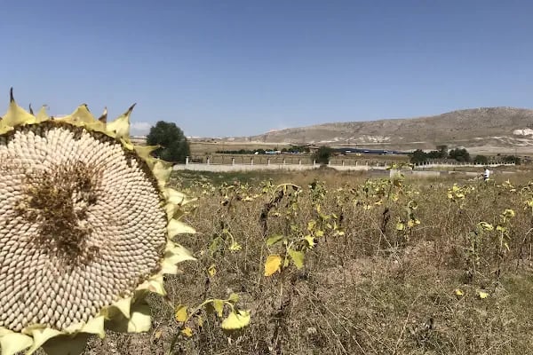 Güzelyurt Yeşil Vadi Kooperatifi - Resim 10