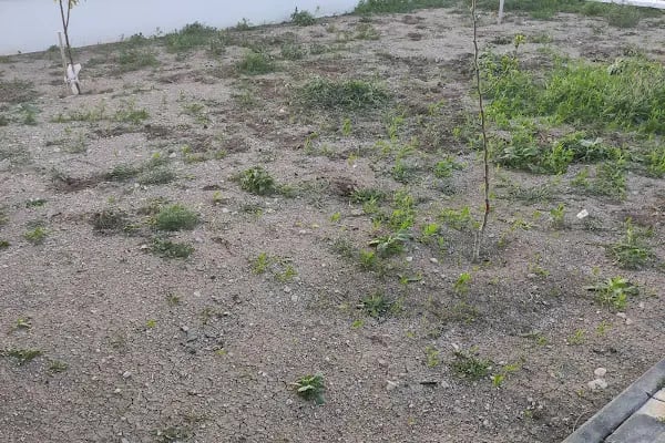 Güzelyurt Yeşil Vadi Kooperatifi - Resim 9