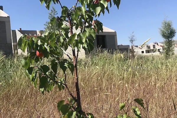 Güzelyurt Yeşil Vadi Kooperatifi - Resim 16