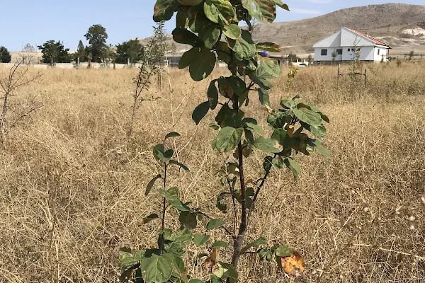 Güzelyurt Yeşil Vadi Kooperatifi - Resim 20