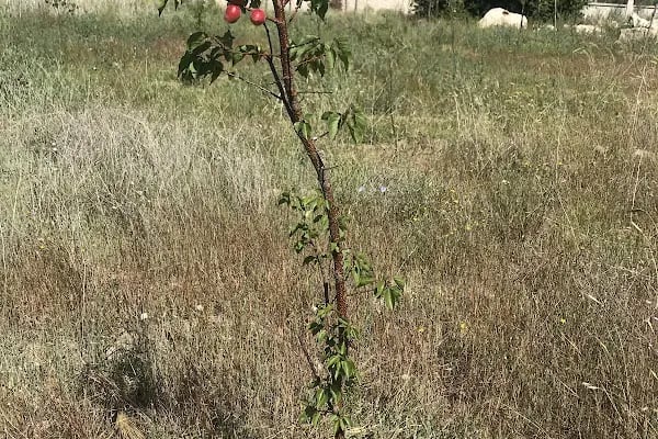 Güzelyurt Yeşil Vadi Kooperatifi - Resim 5