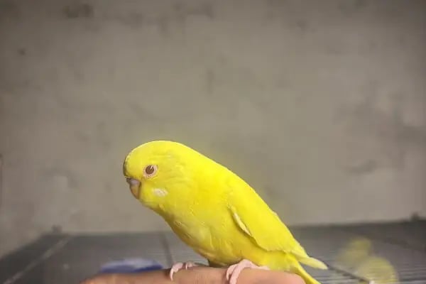 Çelik Petshop - Resim 2