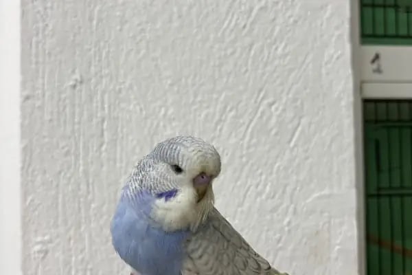 Çelik Petshop - Resim 9