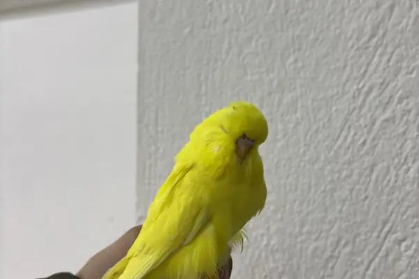 Çelik Petshop - Resim 10