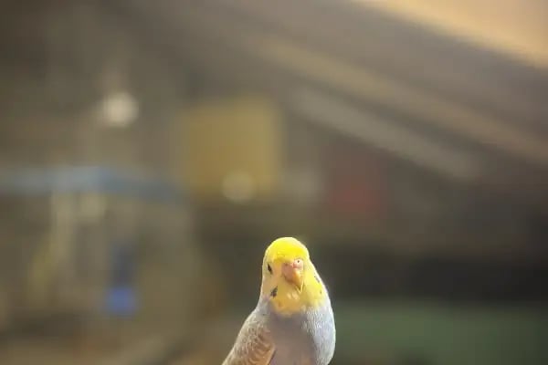 Çelik Petshop - Resim 7