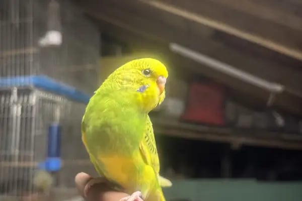 Çelik Petshop - Resim 8